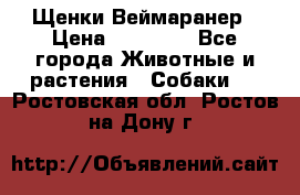 Щенки Веймаранер › Цена ­ 40 000 - Все города Животные и растения » Собаки   . Ростовская обл.,Ростов-на-Дону г.